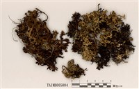 藏品(雪島衣)的圖片